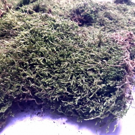 Muschi natural
