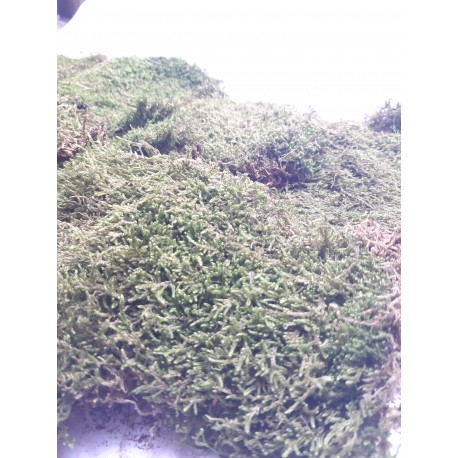 Muschi natural