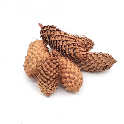 Con de brad vopsit set 6bc