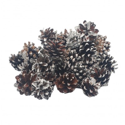 Set conuri de pin natur