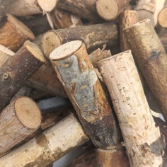 Set 50bc crengute mesteacan 2