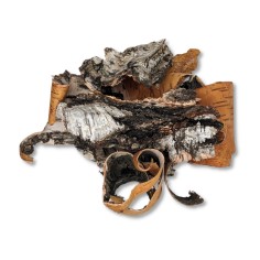 Scoarta de mesteacan