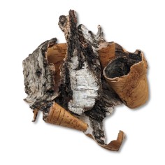 Scoarta de mesteacan 2