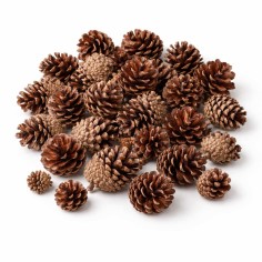 Pachet conuri de pin natur