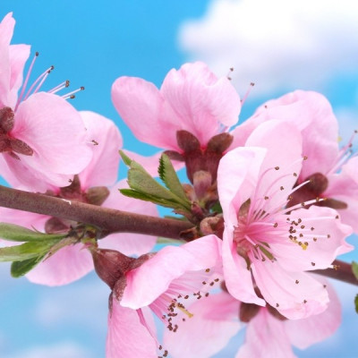 Servetel decupaj Primavara LDY 330012