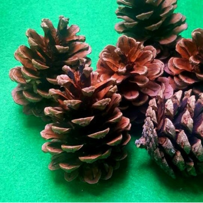 Con de brad natur set 6bc 2